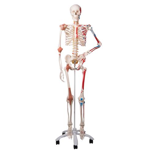 A13_01_Skeleton-Model-with-Muscles-and-Ligaments-Sam