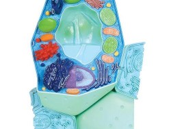R05_01_Plant-cell-model